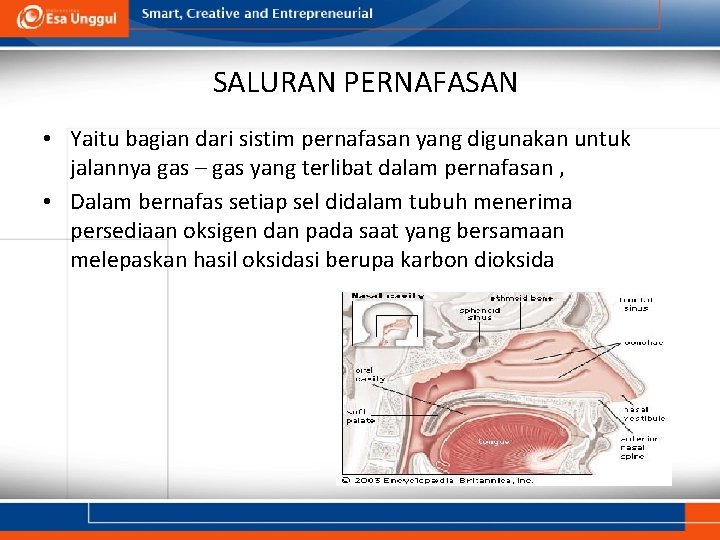 SALURAN PERNAFASAN • Yaitu bagian dari sistim pernafasan yang digunakan untuk jalannya gas –