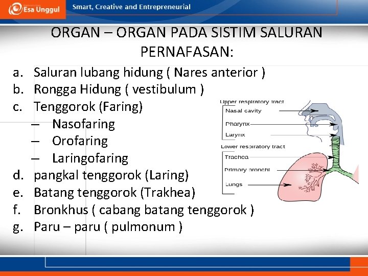 ORGAN – ORGAN PADA SISTIM SALURAN PERNAFASAN: a. Saluran lubang hidung ( Nares anterior