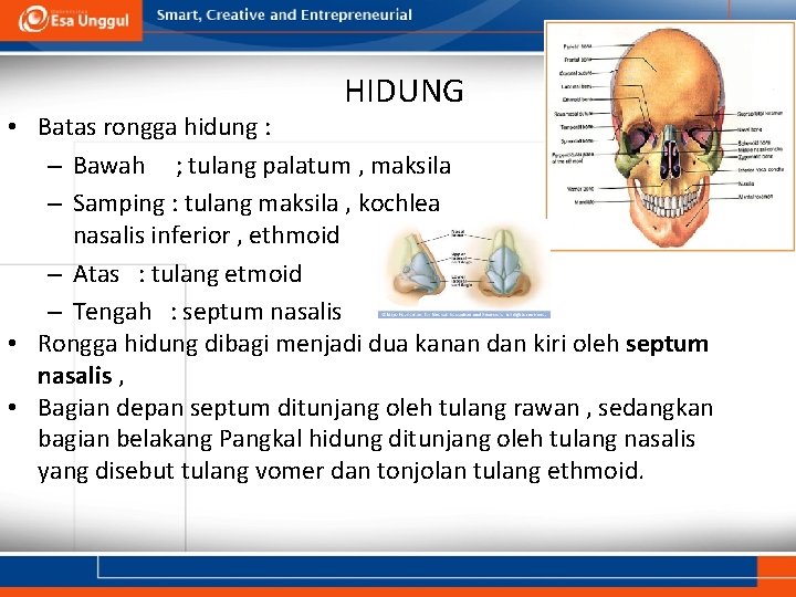 HIDUNG • Batas rongga hidung : – Bawah ; tulang palatum , maksila –