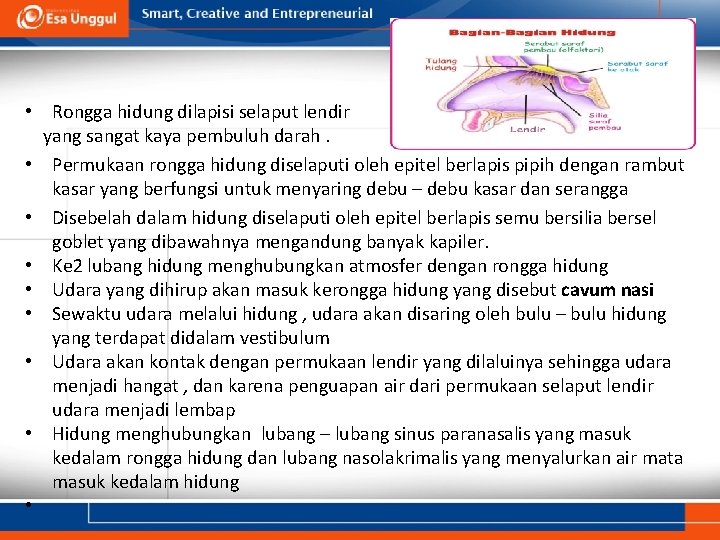  • Rongga hidung dilapisi selaput lendir yang sangat kaya pembuluh darah. • Permukaan