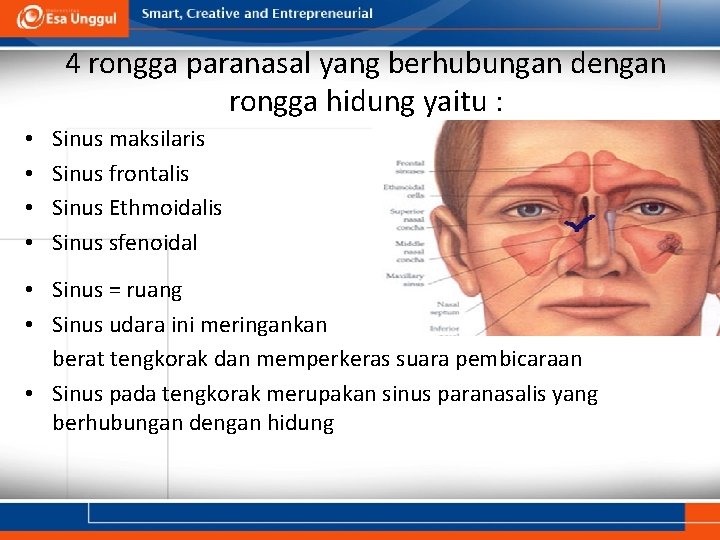 4 rongga paranasal yang berhubungan dengan rongga hidung yaitu : • • Sinus maksilaris