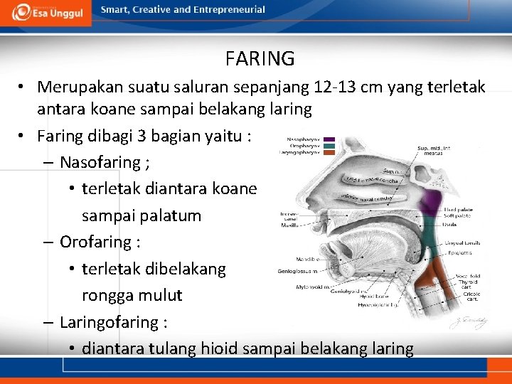 FARING • Merupakan suatu saluran sepanjang 12 -13 cm yang terletak antara koane sampai