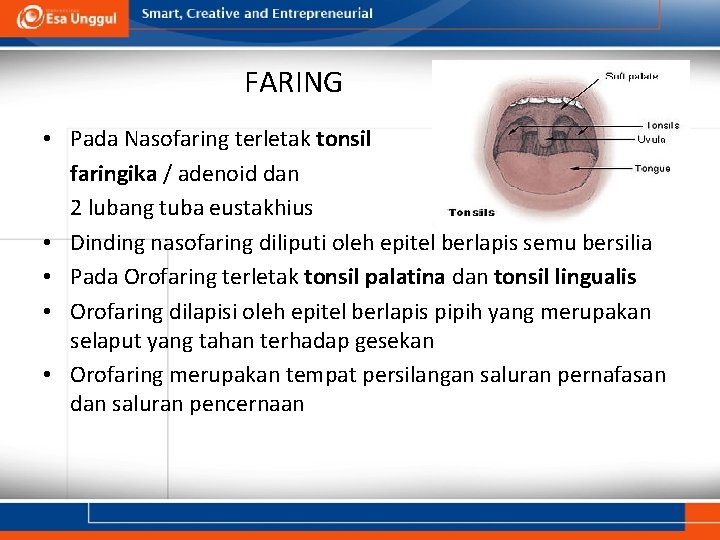 FARING • Pada Nasofaring terletak tonsil faringika / adenoid dan 2 lubang tuba eustakhius