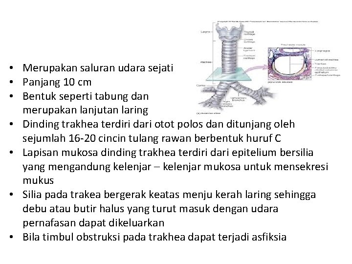  • Merupakan saluran udara sejati • Panjang 10 cm • Bentuk seperti tabung