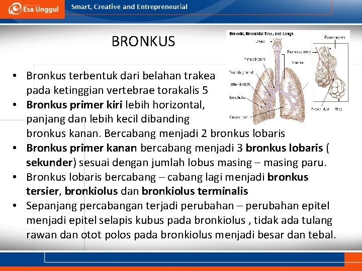 BRONKUS • Bronkus terbentuk dari belahan trakea pada ketinggian vertebrae torakalis 5 • Bronkus