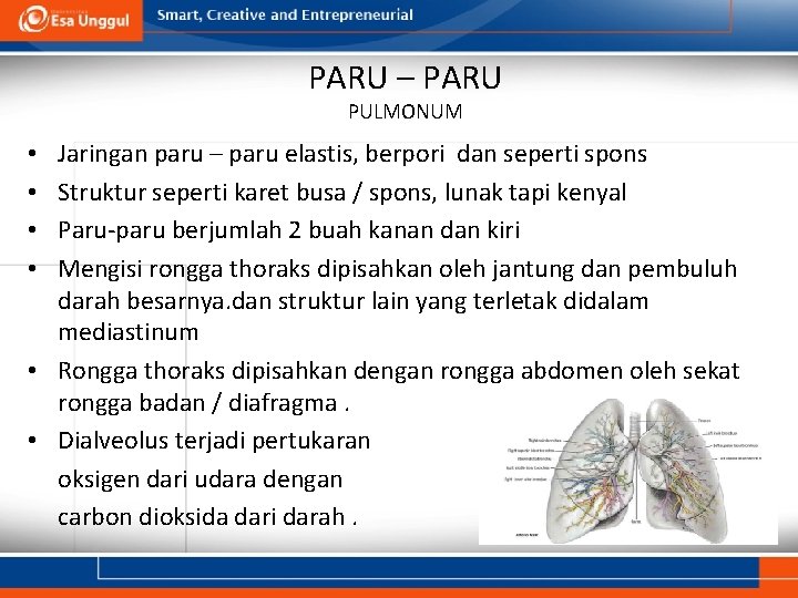 PARU – PARU PULMONUM Jaringan paru – paru elastis, berpori dan seperti spons Struktur