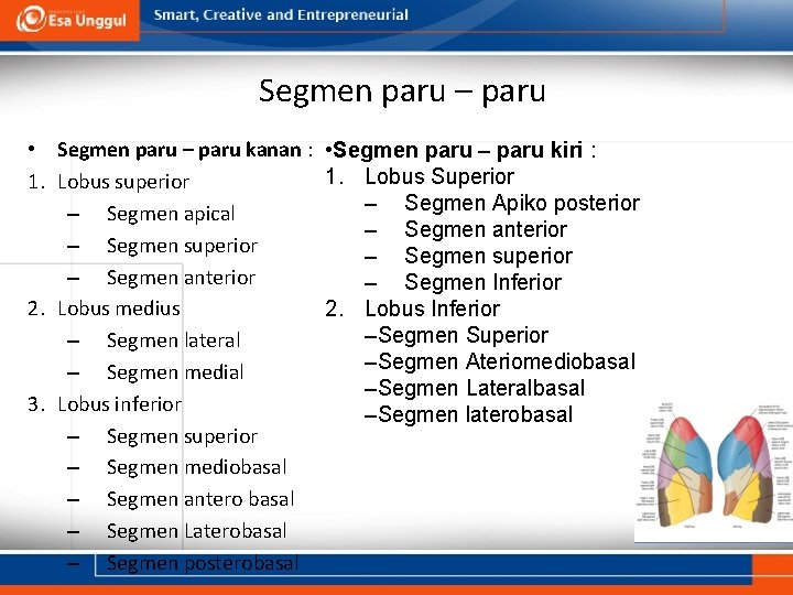 Segmen paru – paru • Segmen paru – paru kanan : • Segmen paru