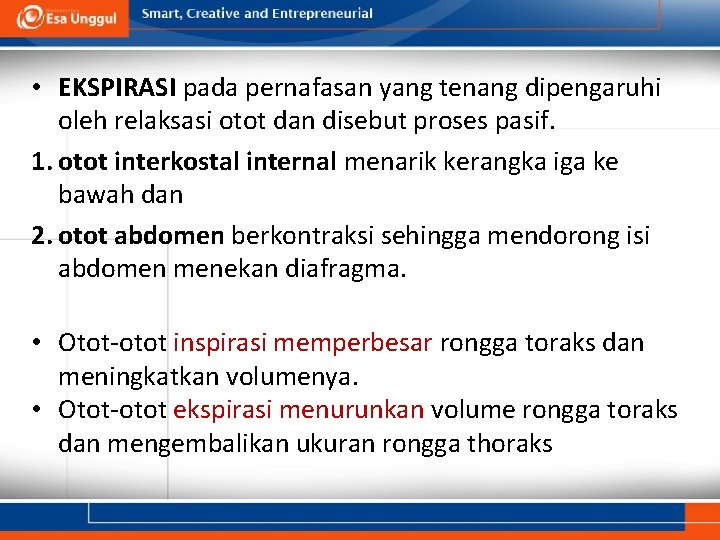  • EKSPIRASI pada pernafasan yang tenang dipengaruhi oleh relaksasi otot dan disebut proses