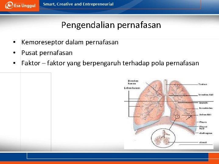 Pengendalian pernafasan • Kemoreseptor dalam pernafasan • Pusat pernafasan • Faktor – faktor yang