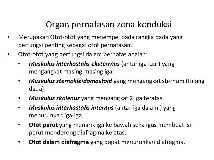 Organ pernafasan zona konduksi • • Merupakan Otot-otot yang menempel pada rangka dada yang