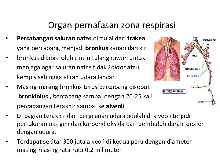 Organ pernafasan zona respirasi • • • Percabangan saluran nafas dimulai dari trakea yang