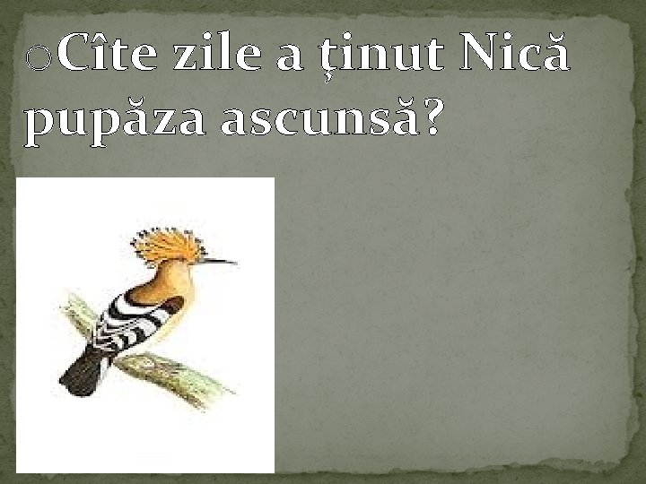 o. Cîte zile a ţinut Nică pupăza ascunsă? 