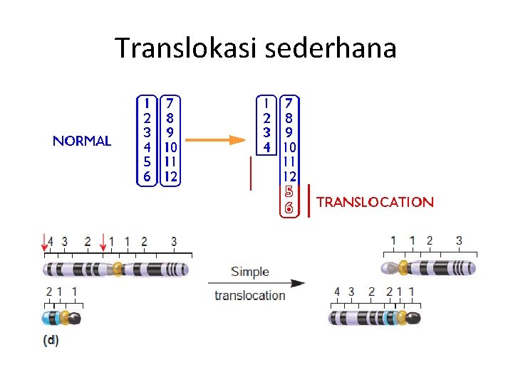 Translokasi sederhana 