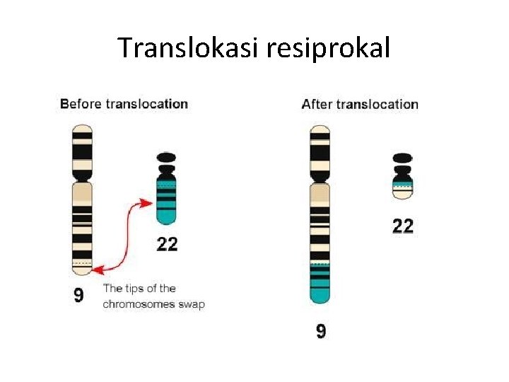 Translokasi resiprokal 