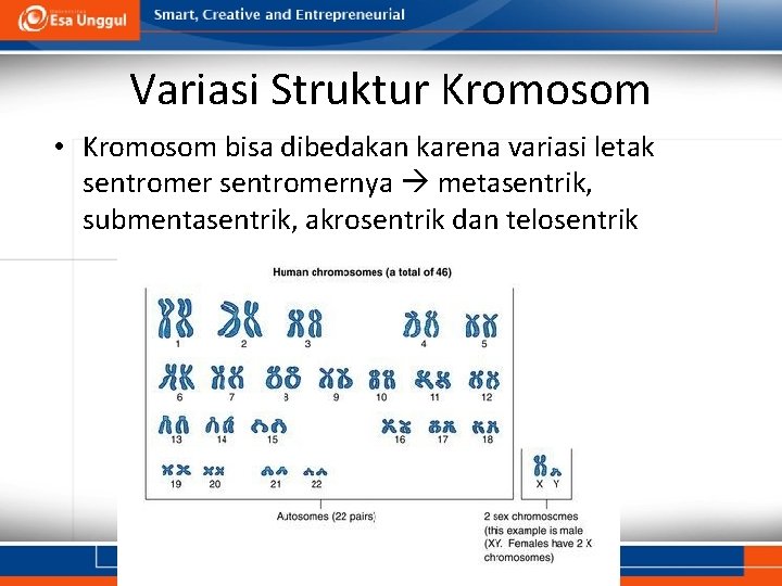 Variasi Struktur Kromosom • Kromosom bisa dibedakan karena variasi letak sentromernya metasentrik, submentasentrik, akrosentrik