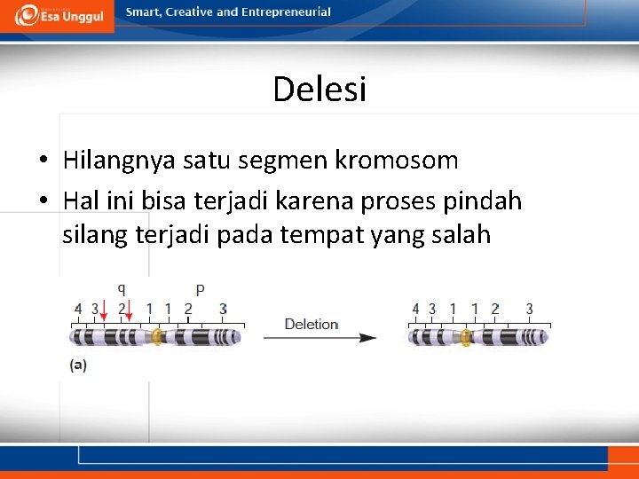 Delesi • Hilangnya satu segmen kromosom • Hal ini bisa terjadi karena proses pindah