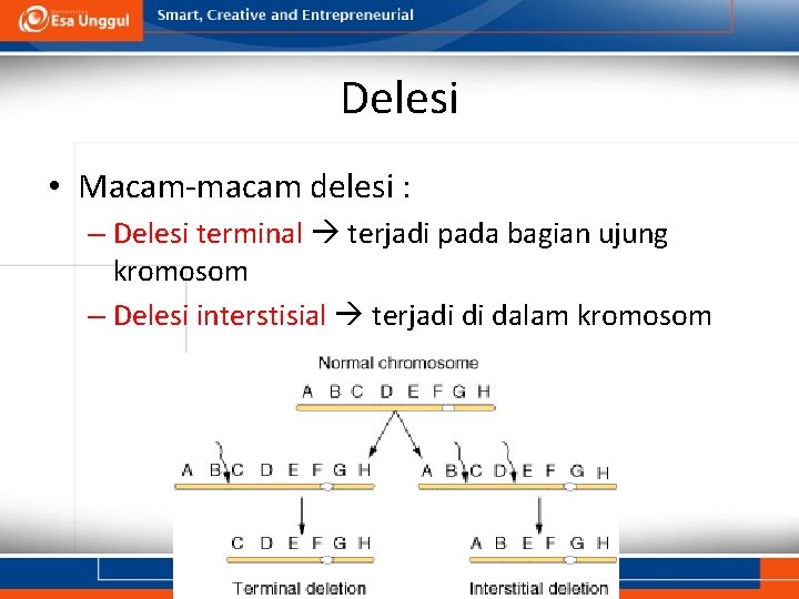 Delesi • Macam-macam delesi : – Delesi terminal terjadi pada bagian ujung kromosom –