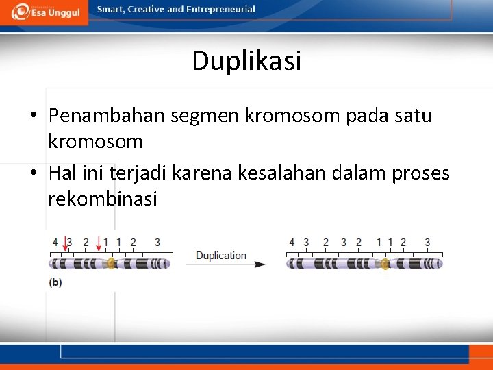 Duplikasi • Penambahan segmen kromosom pada satu kromosom • Hal ini terjadi karena kesalahan