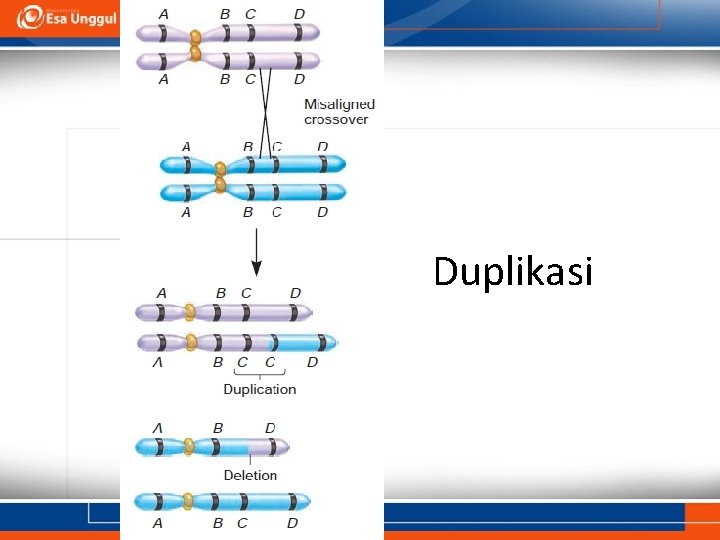 Duplikasi 