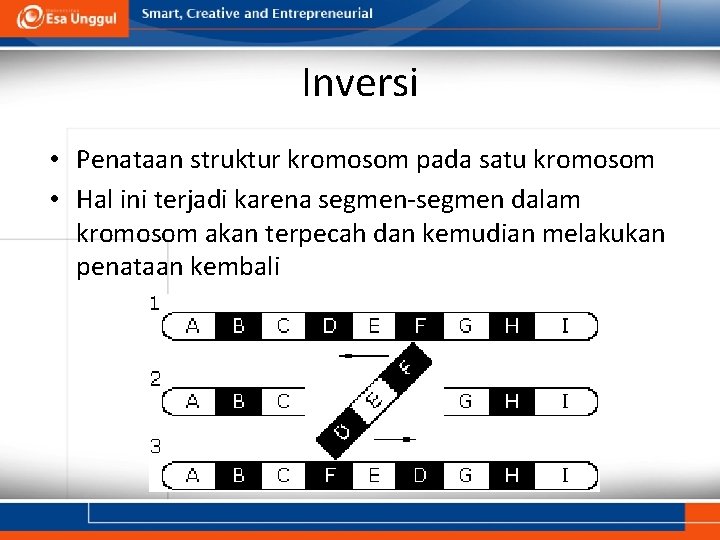 Inversi • Penataan struktur kromosom pada satu kromosom • Hal ini terjadi karena segmen-segmen