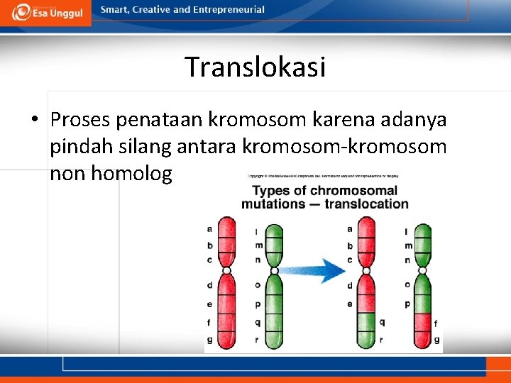 Translokasi • Proses penataan kromosom karena adanya pindah silang antara kromosom-kromosom non homolog 