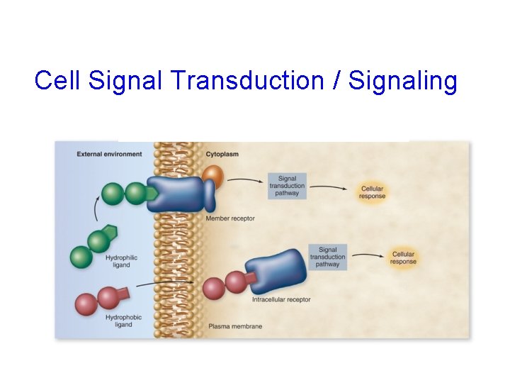 Cell Signal Transduction / Signaling 