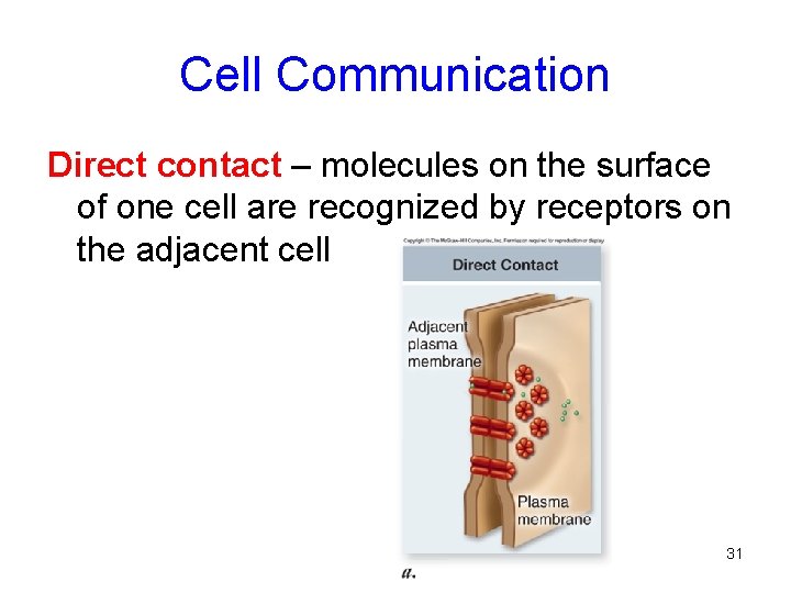 Cell Communication Direct contact – molecules on the surface of one cell are recognized