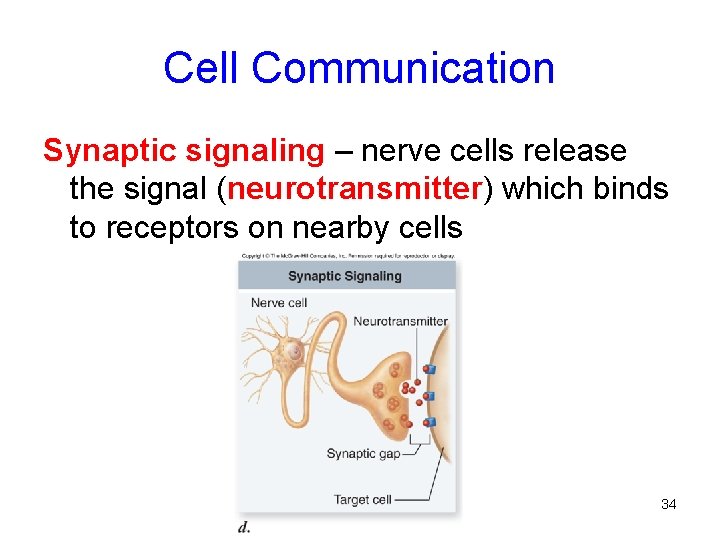 Cell Communication Synaptic signaling – nerve cells release the signal (neurotransmitter) which binds to