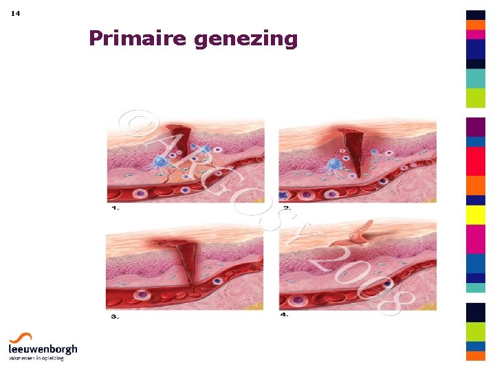 14 Primaire genezing 