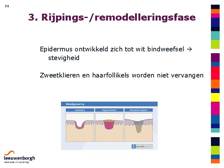 21 3. Rijpings-/remodelleringsfase Epidermus ontwikkeld zich tot wit bindweefsel stevigheid Zweetklieren en haarfollikels worden