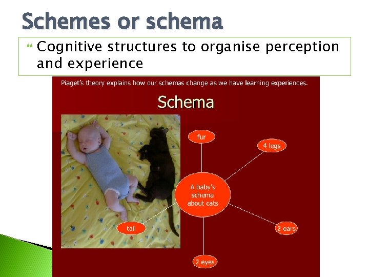 Schemes or schema Cognitive structures to organise perception and experience Schemes or schema Cognitive structures to organise perception and experience