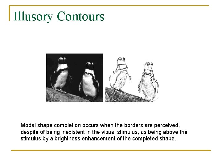 Illusory Contours Modal shape completion occurs when the borders are perceived, despite of being