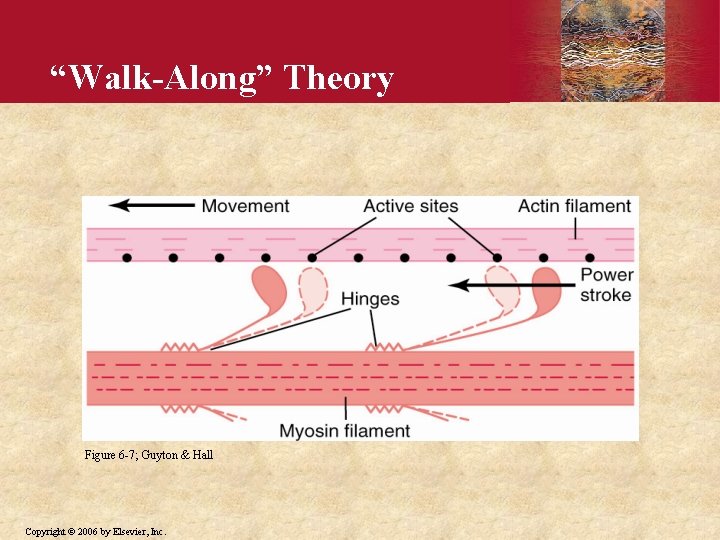 “Walk-Along” Theory Figure 6 -7; Guyton & Hall Copyright © 2006 by Elsevier, Inc.