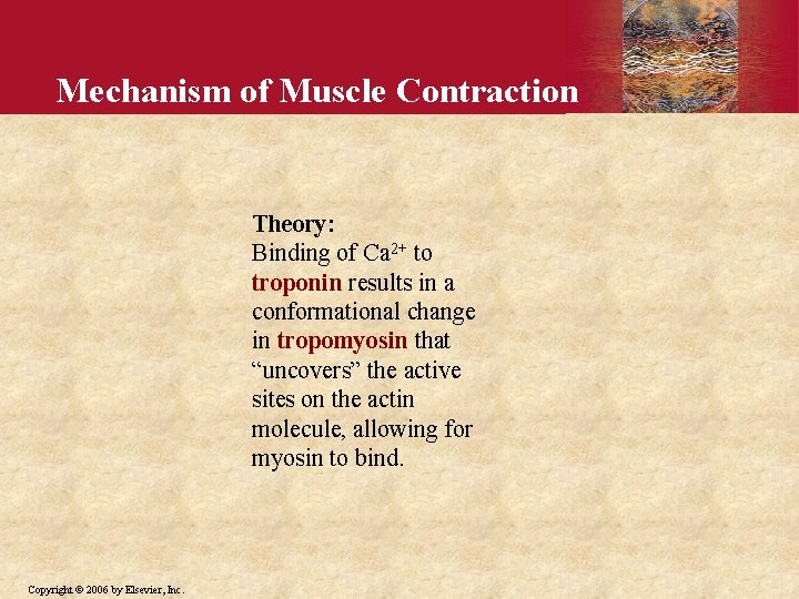 Mechanism of Muscle Contraction Theory: Binding of Ca 2+ to troponin results in a