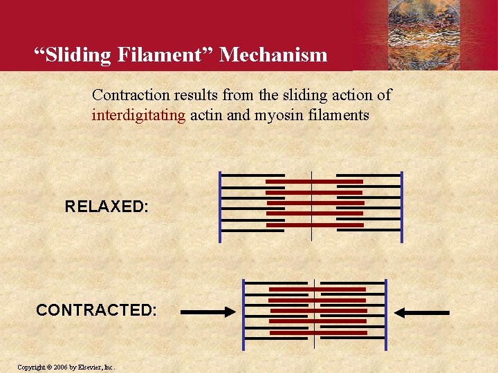 “Sliding Filament” Mechanism Contraction results from the sliding action of interdigitating actin and myosin