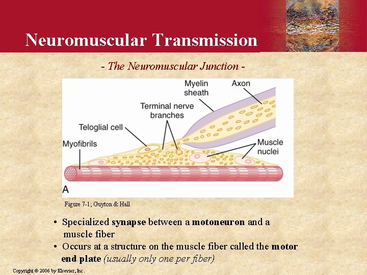 Neuromuscular Transmission - The Neuromuscular Junction - Figure 7 -1; Guyton & Hall •