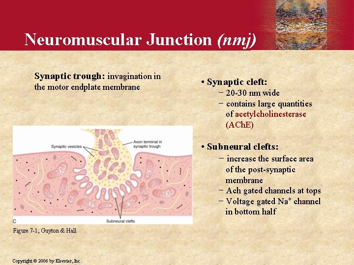 Neuromuscular Junction (nmj) Synaptic trough: invagination in the motor endplate membrane • Synaptic cleft: