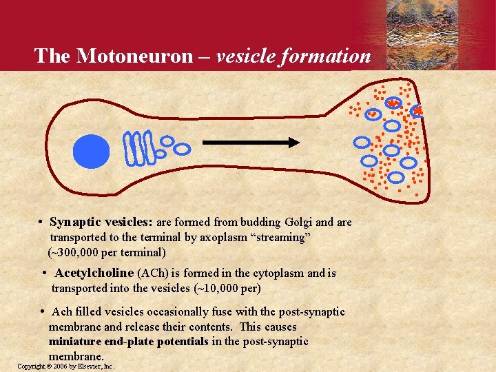 The Motoneuron – vesicle formation • Synaptic vesicles: are formed from budding Golgi and