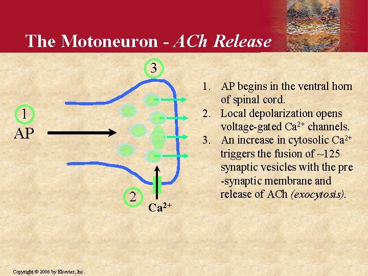 The Motoneuron - ACh Release 3 1. AP begins in the ventral horn of