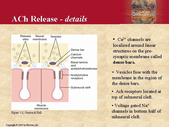 ACh Release - details • Ca 2+ channels are localized around linear structures on