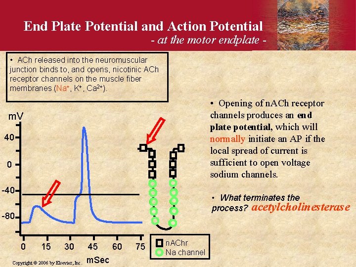 End Plate Potential and Action Potential - at the motor endplate - • ACh