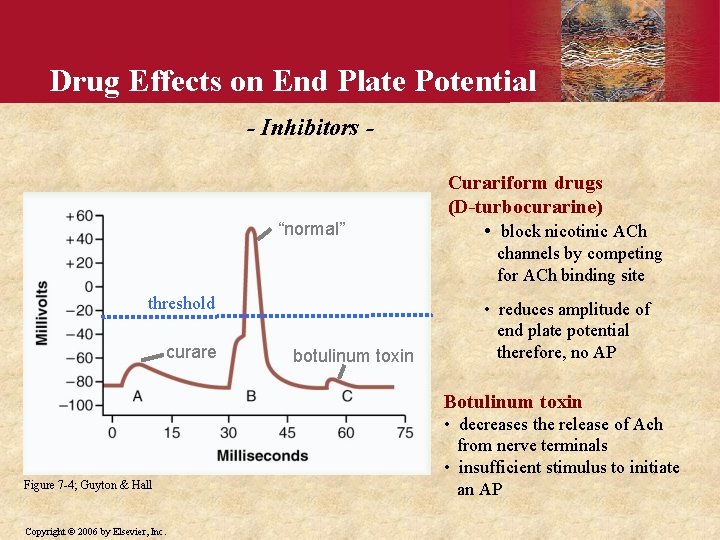 Drug Effects on End Plate Potential - Inhibitors - “normal” Curariform drugs (D-turbocurarine) •