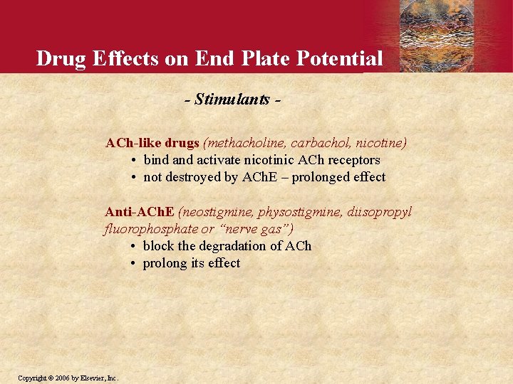 Drug Effects on End Plate Potential - Stimulants ACh-like drugs (methacholine, carbachol, nicotine) •