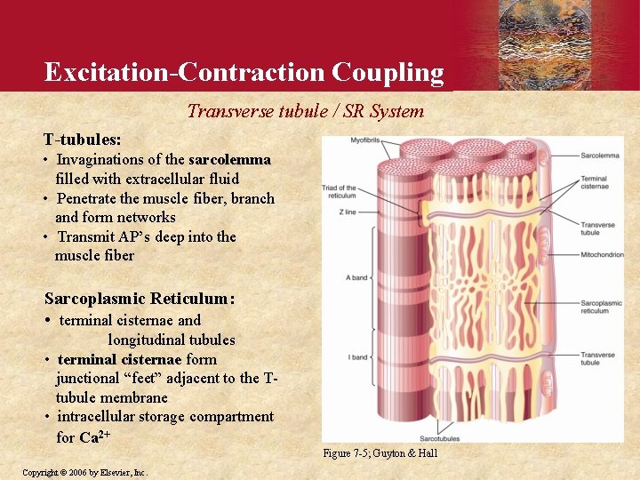 Excitation-Contraction Coupling Transverse tubule / SR System T-tubules: • Invaginations of the sarcolemma filled