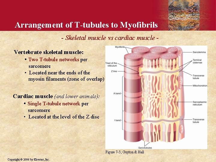 Arrangement of T-tubules to Myofibrils - Skeletal muscle vs cardiac muscle Vertebrate skeletal muscle: