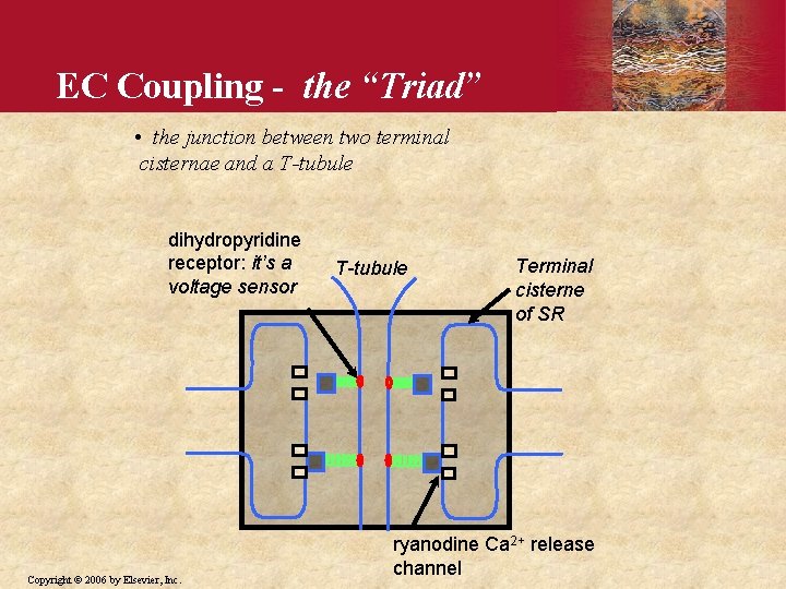 EC Coupling - the “Triad” • the junction between two terminal cisternae and a