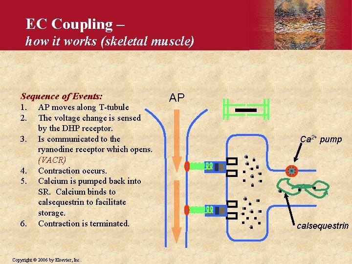 EC Coupling – how it works (skeletal muscle) Sequence of Events: 1. 2. 3.