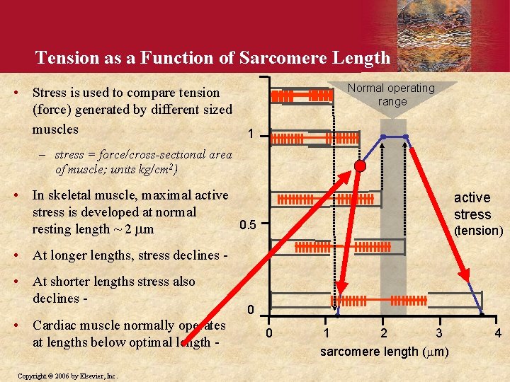 Tension as a Function of Sarcomere Length • Stress is used to compare tension