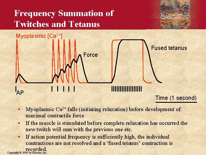 Frequency Summation of Twitches and Tetanus Myoplasmic [Ca 2+] Fused tetanus Force AP Time