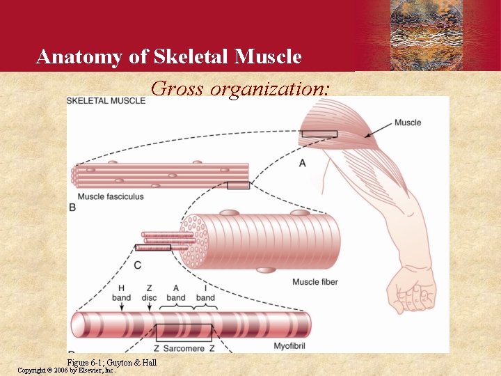 Anatomy of Skeletal Muscle Gross organization: Figure 6 -1; Guyton & Hall Copyright ©